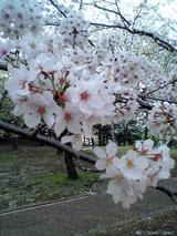 桜20050409