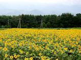 ひまわり畑20050815
