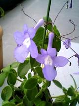 植木鉢20051015b