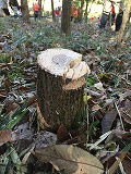 緑地保全活動