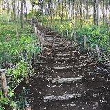 緑地保全活動