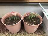 中玉トマトとミニトマト