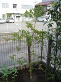 百日紅20080608