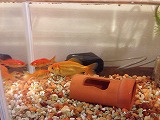 金魚
